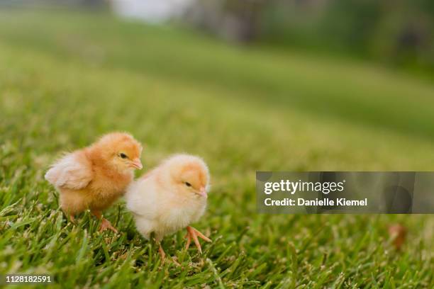 two chicks sitting on grass - young bird stock pictures, royalty-free photos & images