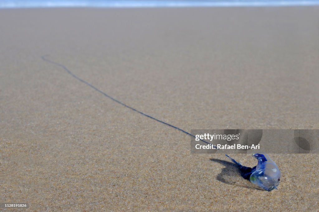 Bluebottle jellyfish wash up on beach
