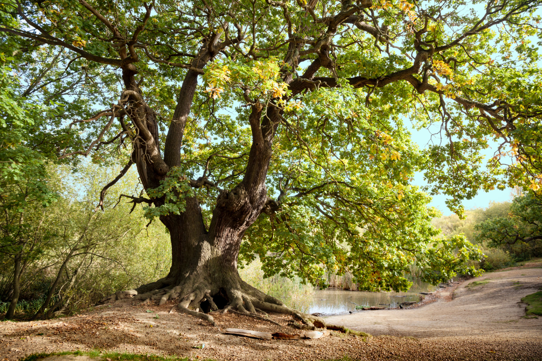 epping forest