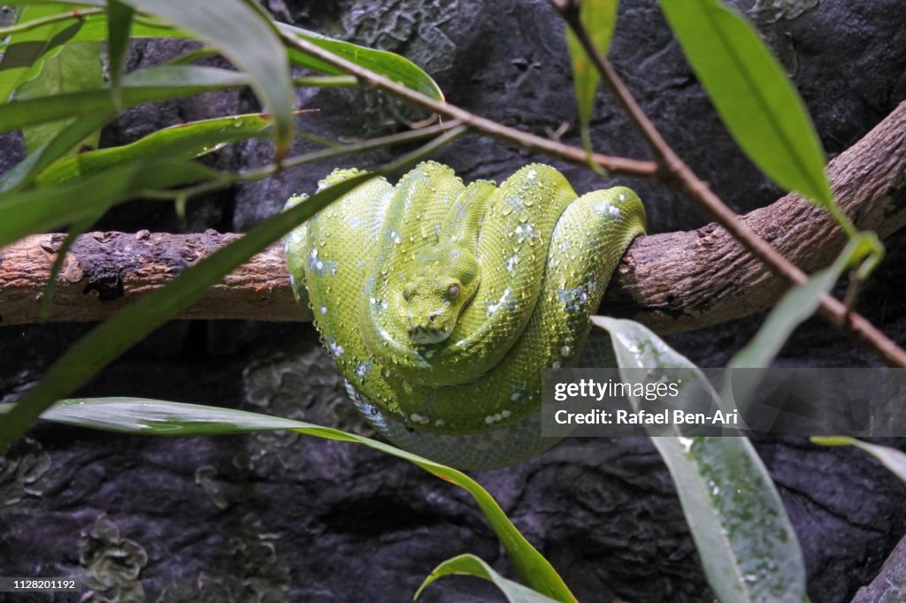 Emerald Tree Boa Snake