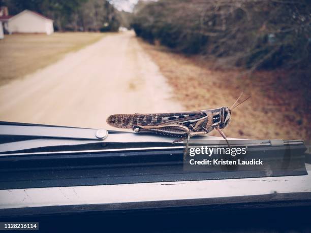 grasshopper on car windshield - grasshopper car stock pictures, royalty-free photos & images