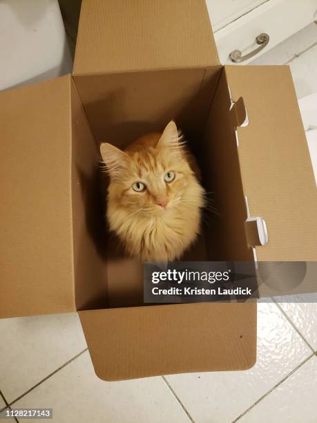 orange cat in a box - katze karton stock-fotos und bilder