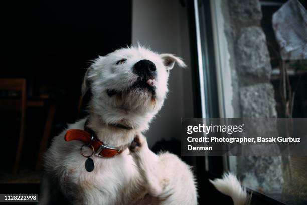 a dog scratching itself - collar - fotografias e filmes do acervo