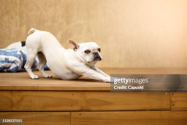 sleepy french bulldog stretching - dog stretching stock pictures, royalty-free photos & images