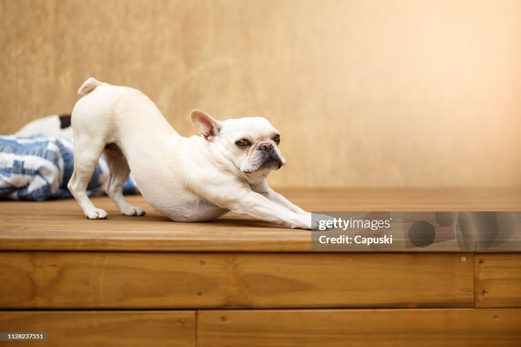 Com sono buldogue francês alongamento