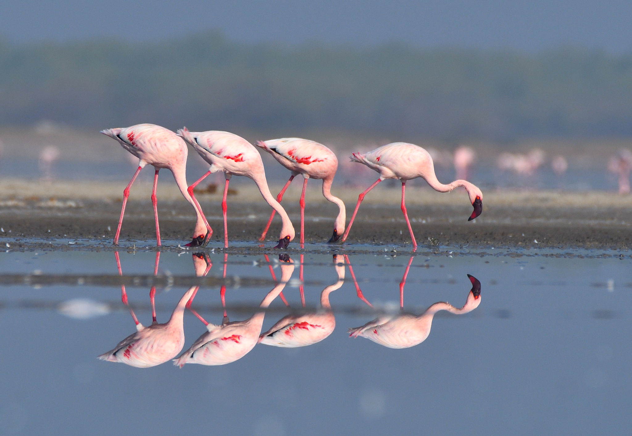 flamingo feeding