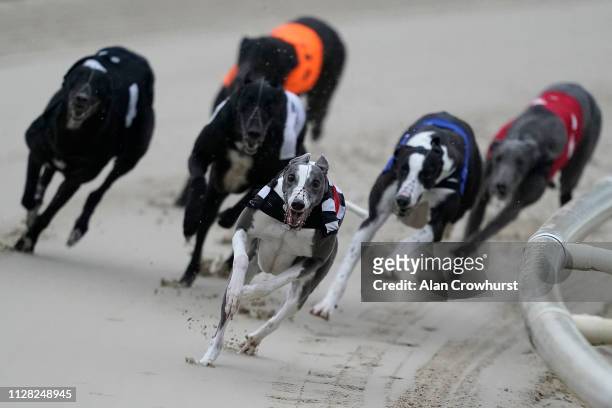Riviera Diva round the last bend to win the A2 graded race over 515m at Coral Brighton and Hove Greyhound Stadium on February 08, 2019 in Brighton,...