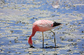 Andean flamingo (Phoenicoparrus andinus), one of the rarest flamingos in the world, feeding in a high plateau lake in the Siloli Desert, near the Salar de Uyuni (Uyuni Salt Falt) and the border with Chile, in southwestern Bolivia.