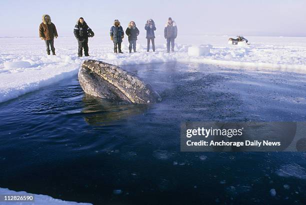 Inupiat Eskimos carved breathing holes into the Beaufort Sea icepack off Point Barrow, Alaska, during the two-week California gray whale rescue...