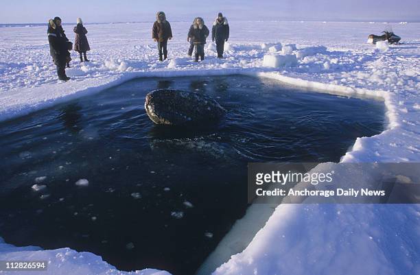 One of the three California gray whales surfaces in a breathing hole cut into the ice off Point Barrow during a rescue attempt in October 1988.