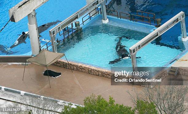 In this aerial view, February 24 at SeaWorld, the body of whale trainer Dawn Brancheau lies under a black tarp. A killer whale grabbed and dragged...