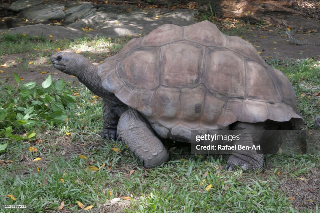 Aldabra giant tortoise