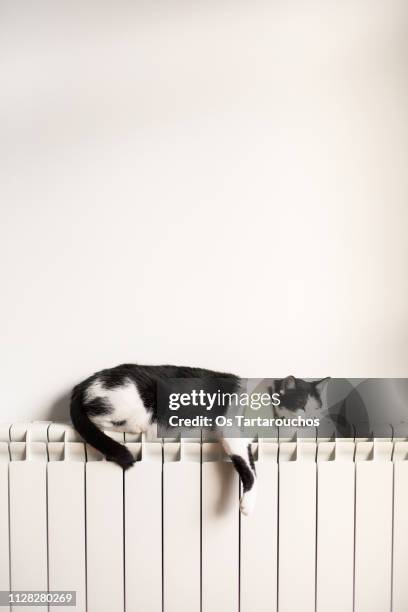 black and white lazy cat sleeping on a radiator - gato doméstico stock-fotos und bilder