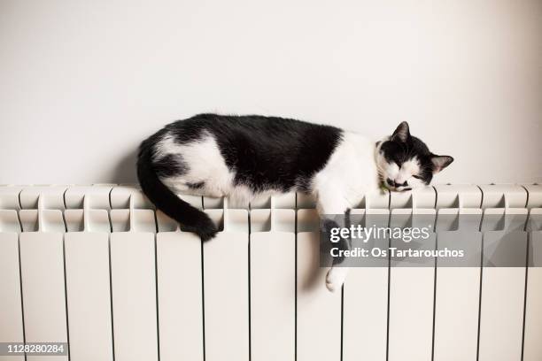 lazy black and white cat sleeping on a radiator - tired cat stock-fotos und bilder