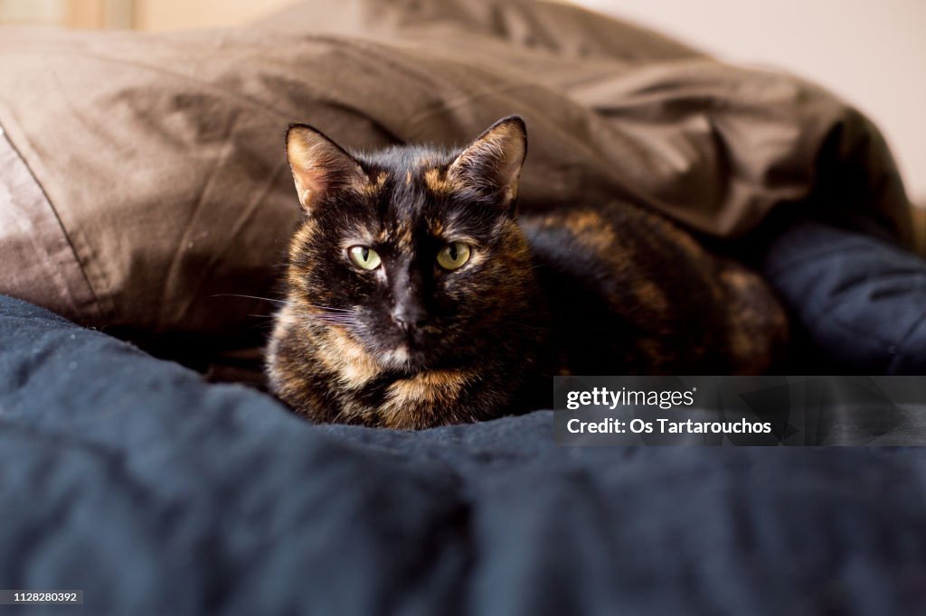 Portrait of a carey cat looking seriously at you