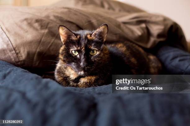 portrait of a carey cat looking seriously at you - dormitorio habitación - fotografias e filmes do acervo