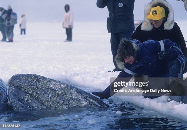 One of the three California gray whales sis pet as he surfaces in a breathing hole cut into the ice off Point Barrow during a rescue attempt in...