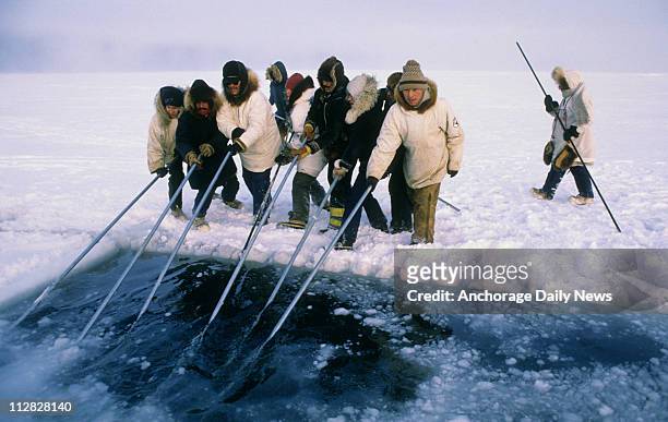 Inupiat Eskimos use poles to push blocks of ice, carved by chain saws, under the ice surface to form breathing holes in Beaufort Sea icepack off...