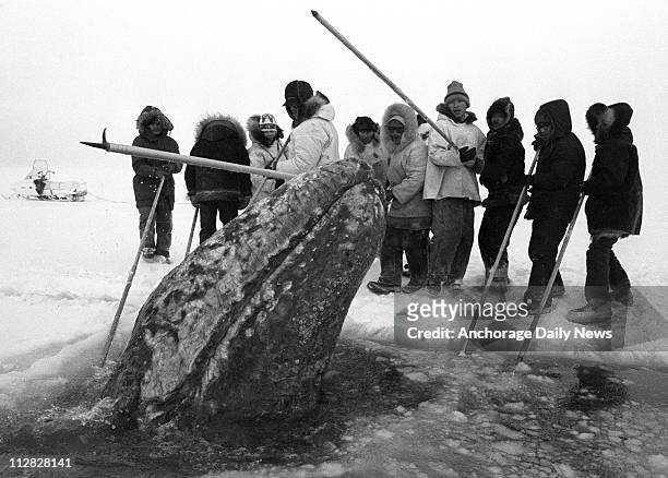 California gray whale surfaces in a breathing hole near rescuers that were cutting holes into the ice pack off Point Barrow in October 1988.