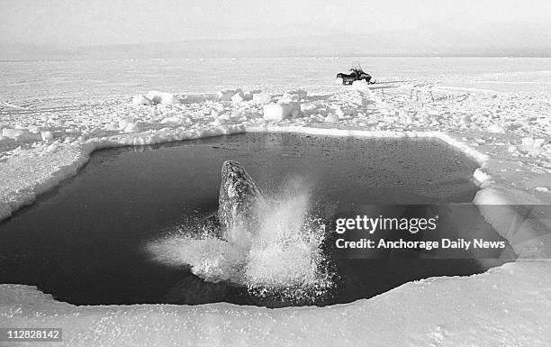 California gray whale surfaces in the original breathing hole during the rescue attempt near Point Barrow in October 1988.