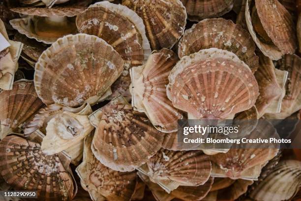 freshly caught st. jacques shellfish scallops - scallop shell stock pictures, royalty-free photos & images
