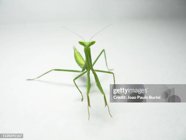 green mantis on white background - fundo branco stock-fotos und bilder