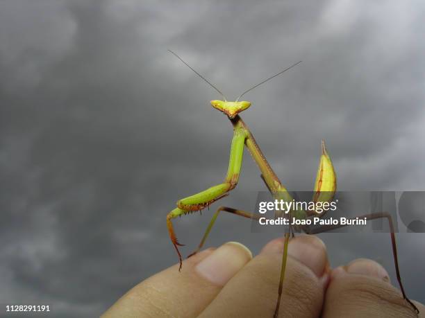 praying mantis on stormy skies - tempestade stock pictures, royalty-free photos & images