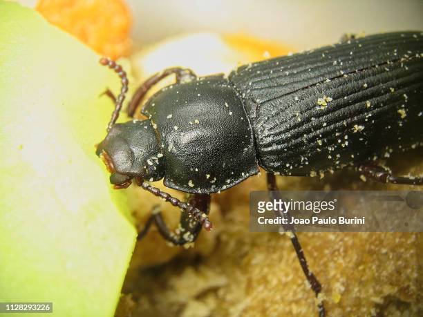 mealworm beetle, tenebrio - tenebrionid beetle stock pictures, royalty-free photos & images