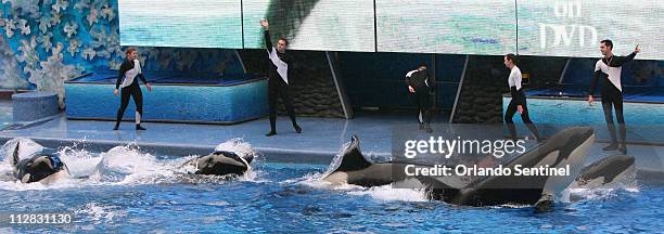 Believe, The Spectacular Shamu Show, resumes February 27 at SeaWorld's Shamu Stadium, three days after a killer whale pulled veteran trainer Dawn...