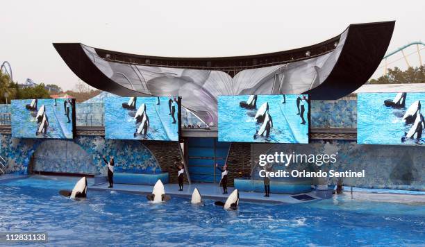 Believe, The Spectacular Shamu Show, resumes February 27 at SeaWorld's Shamu Stadium, three days after a killer whale pulled veteran trainer Dawn...