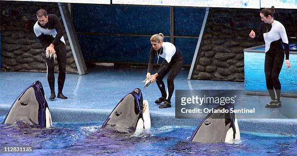 Believe, The Spectacular Shamu Show, resumes February 27 at SeaWorld's Shamu Stadium, three days after a killer whale pulled veteran trainer Dawn...