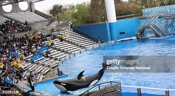 Believe, The Spectacular Shamu Show, resumes February 27 at SeaWorld's Shamu Stadium, three days after a killer whale pulled veteran trainer Dawn...