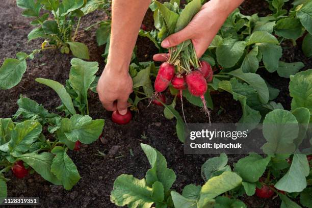 close-up van hand oogsten radijs op de plantage - radijs stockfoto's en -beelden