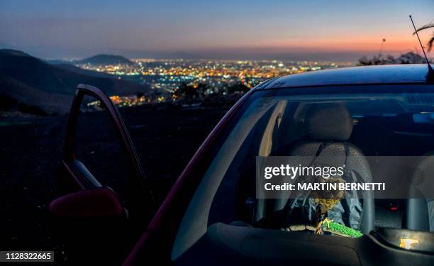 Chilean paraglider Ariel Marinkovic's flight partner, a ten-month-old Harris' hawk called Hook, waits inside a car after a training session in...