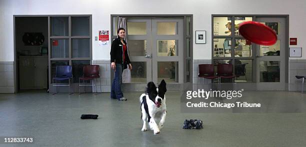 Animal Behavior and Braining Assistant Amanda Kowalski, left, at the Anti-Cruelty Society in Chicago, takes "Baxter," a border collie mix with a...