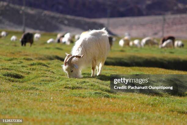 goat grazing on a green field on sunny day - kashmir day imagens e fotografias de stock