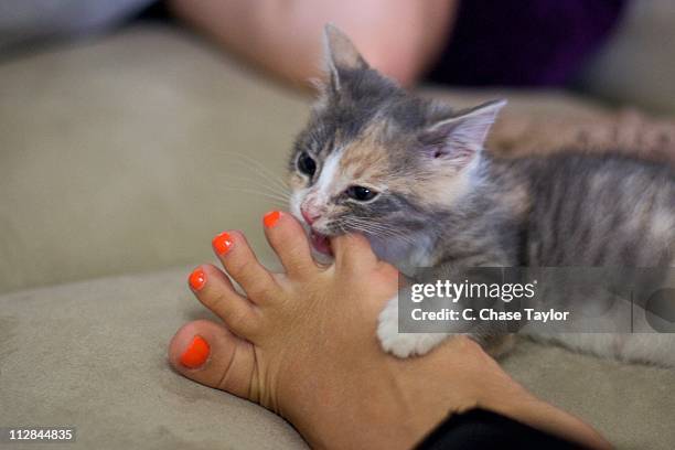 120 Cat Bite Foot Stock Photos High Res Pictures and Images Getty Images