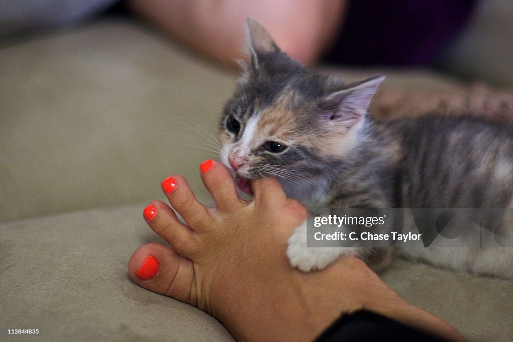Kitten nibbling on orange painted toenails
