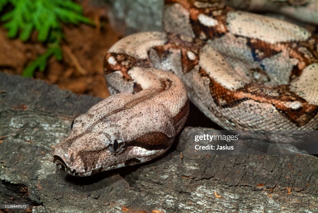 Boa constrictor – red-tailed boa snake