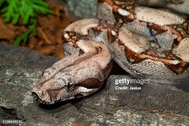 boa constrictor – red-tailed boa snake - boa constrictor stock pictures, royalty-free photos & images