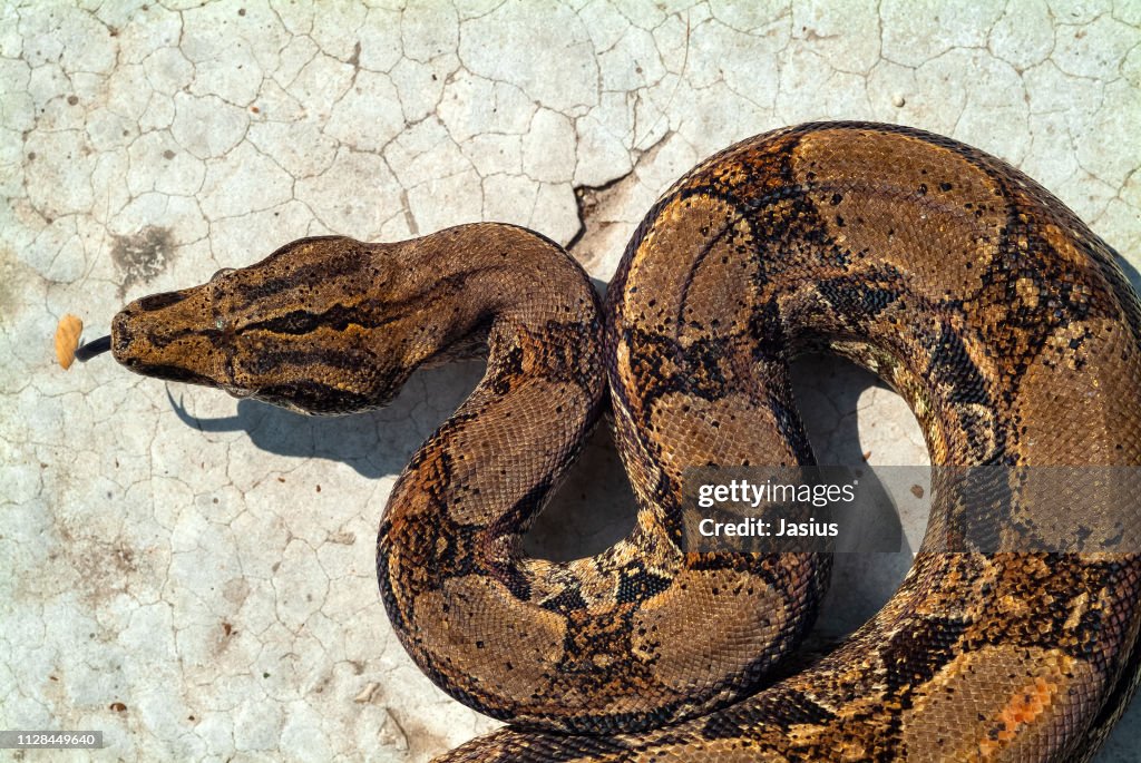 Boa constrictor – red-tailed boa snake