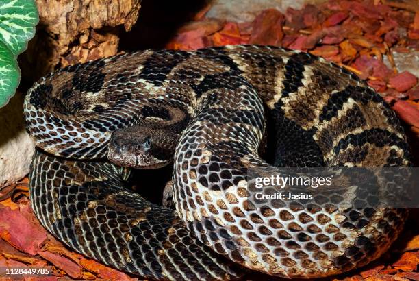 Tree Rattlers Timber Rattler Photos and Premium High Res Pictures - Getty Images