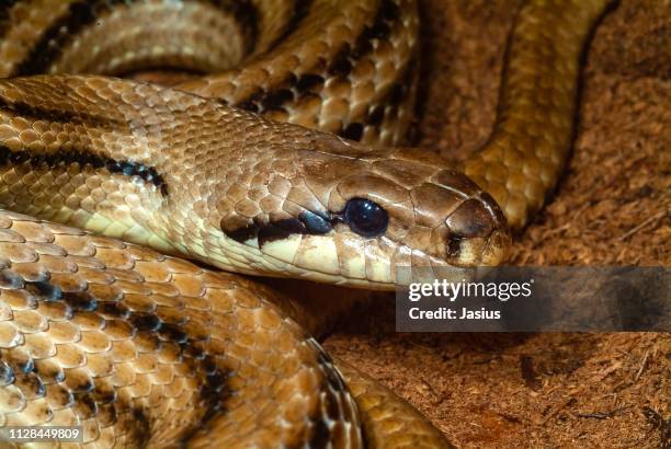 elaphe quatuorlineata –  four-lined snake - brown snake stockfoto's en -beelden