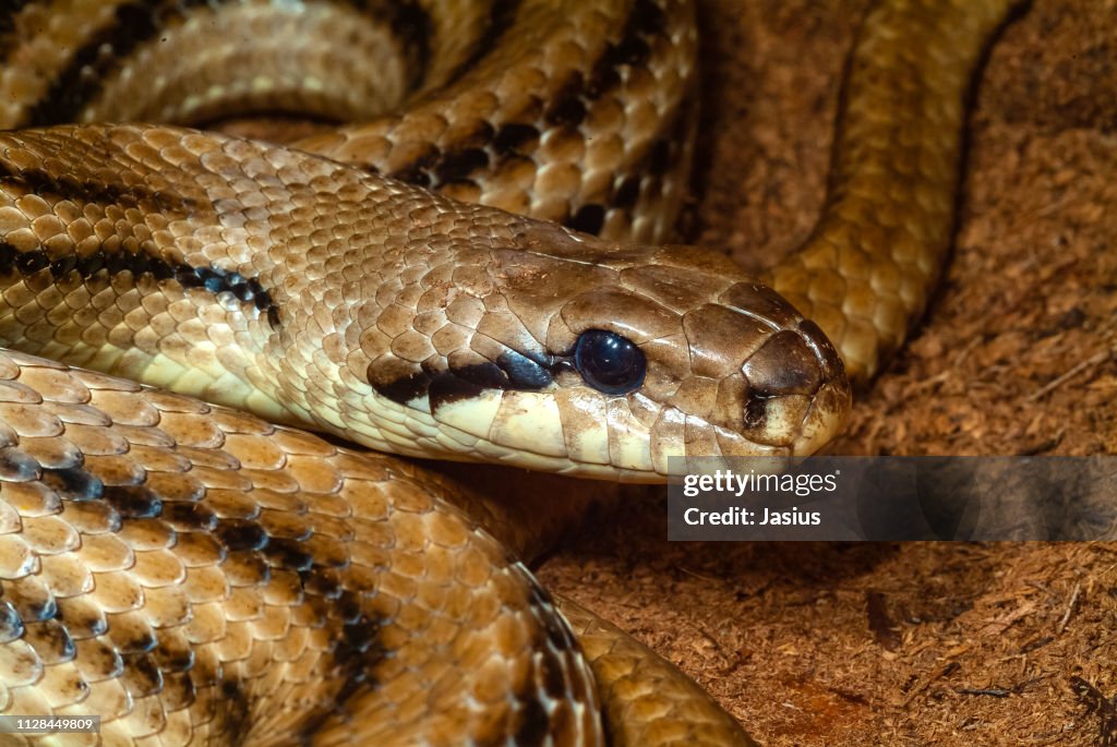 Elaphe quatuorlineata – four-lined snake