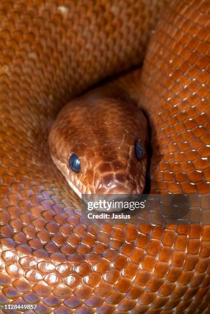 epicrates cenchria – rainbow boa snake - epicrates cenchria stock pictures, royalty-free photos & images
