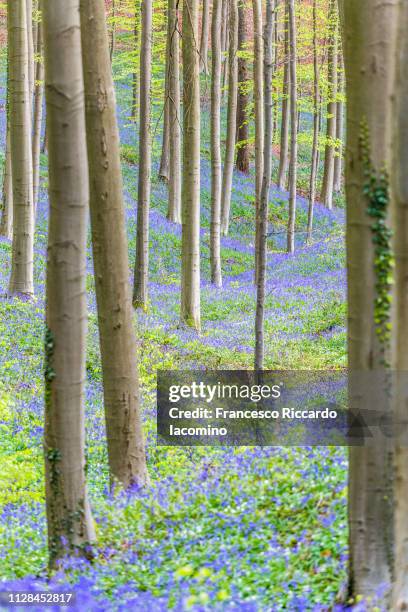 hallerbos, belgium. bluebells forest with magical mood - harebell flowers stock pictures, royalty-free photos & images
