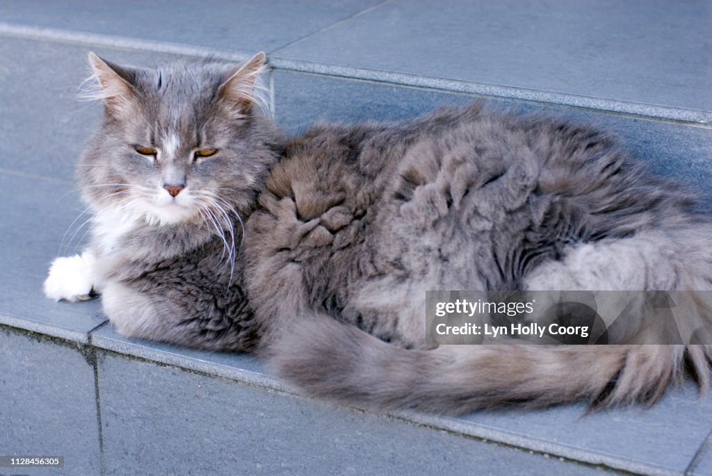 Grey long haired cat sitting on grey step