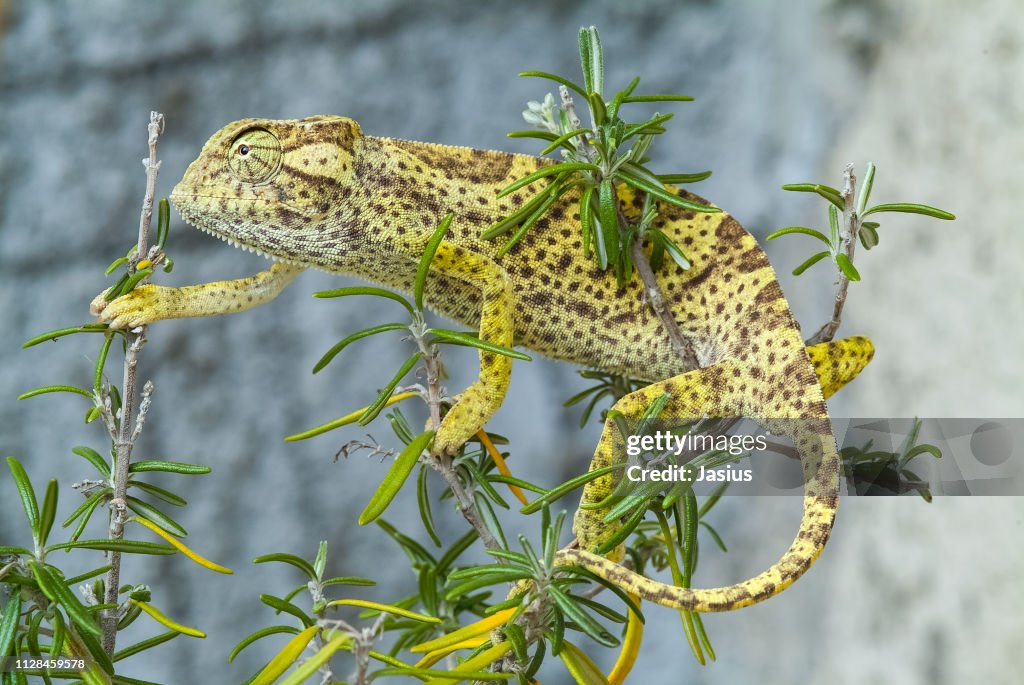 Chamaeleo senegalensis – Senegal chameleon