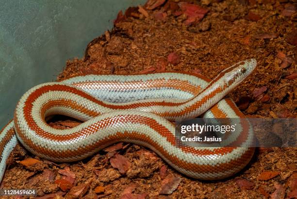 lichanura trivirgata – rosy boa snake - rose colored 個照片及圖片檔