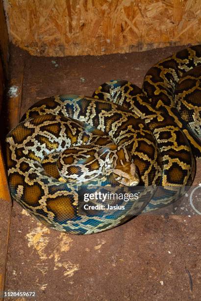 Python Molurus Indian Python Snake 493 Huge Python Stock Photos, High-Res Pictures, and Images - Getty Images